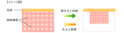 脂肪細胞 イメージ図